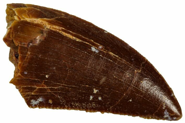 Serrated, Raptor Tooth - Real Dinosaur Tooth #296746